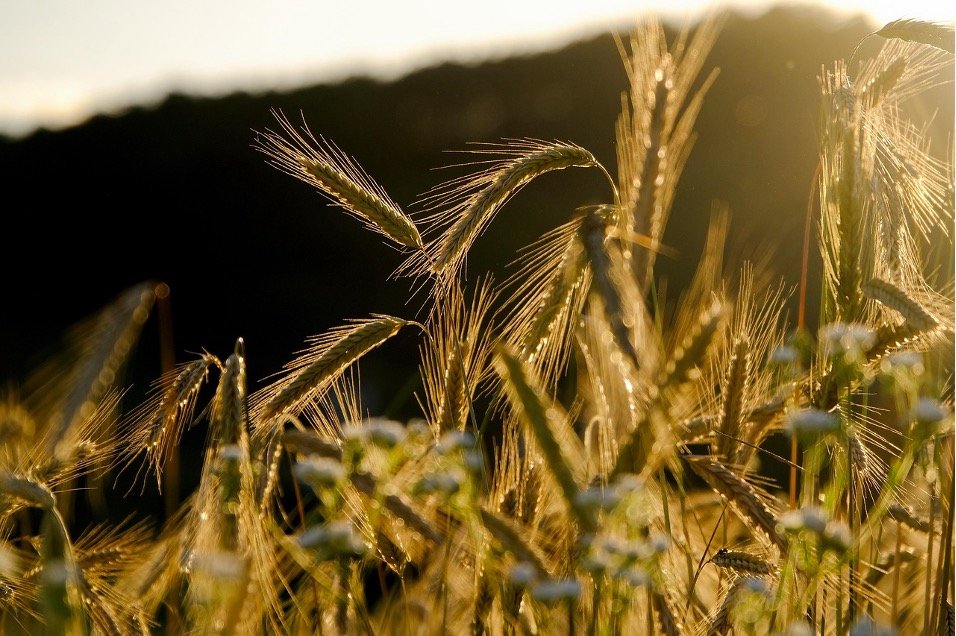 Agriculture - Industry About us